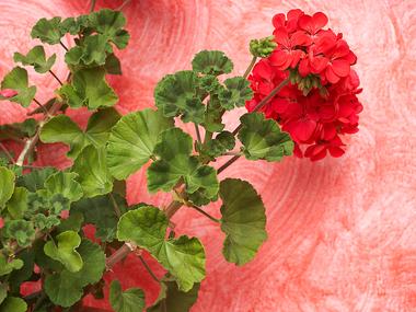 Pielęgnacja roślin - pelargonia.jpg